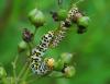 Cucullia scrophulariae